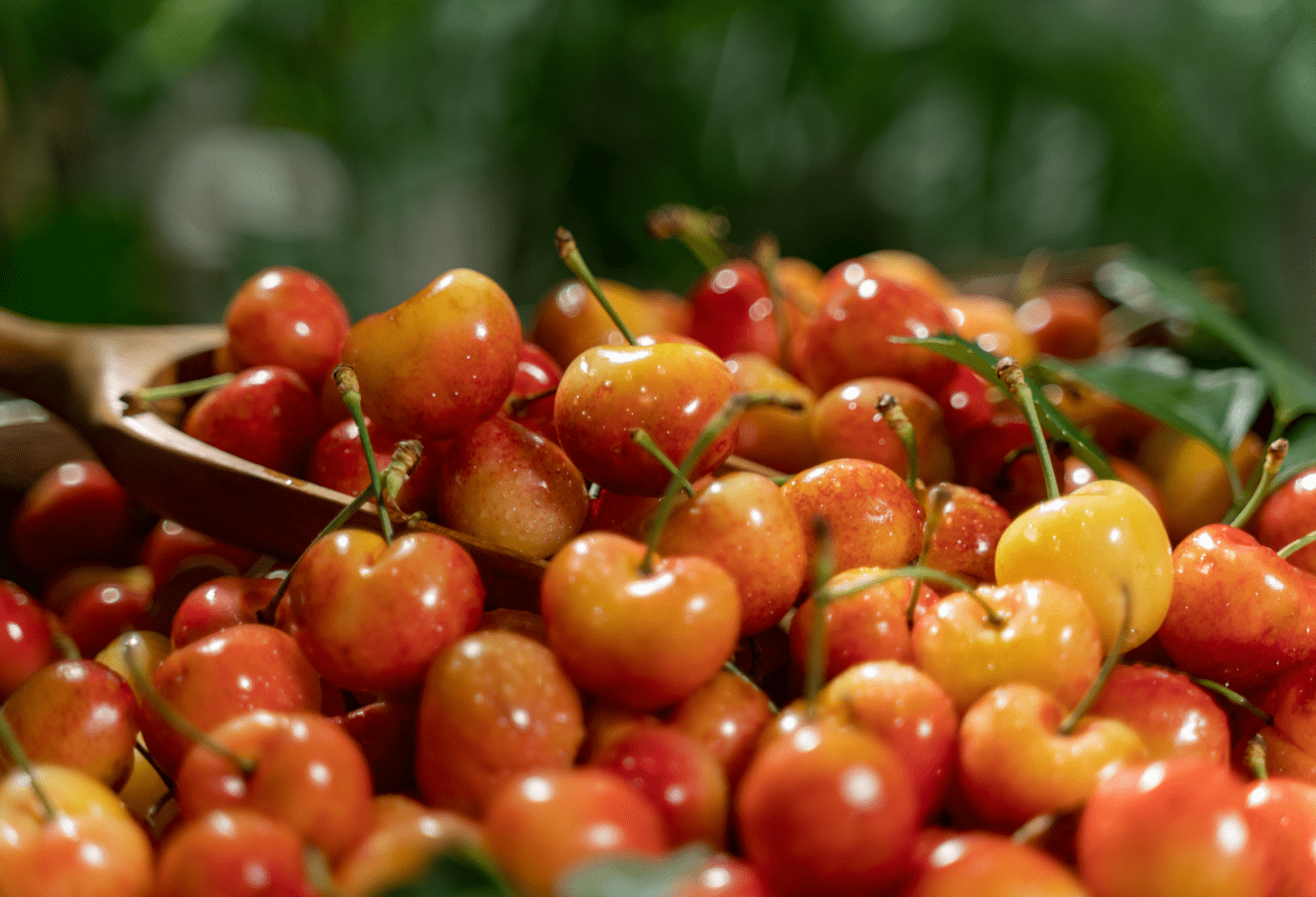 미국 레이니어체리