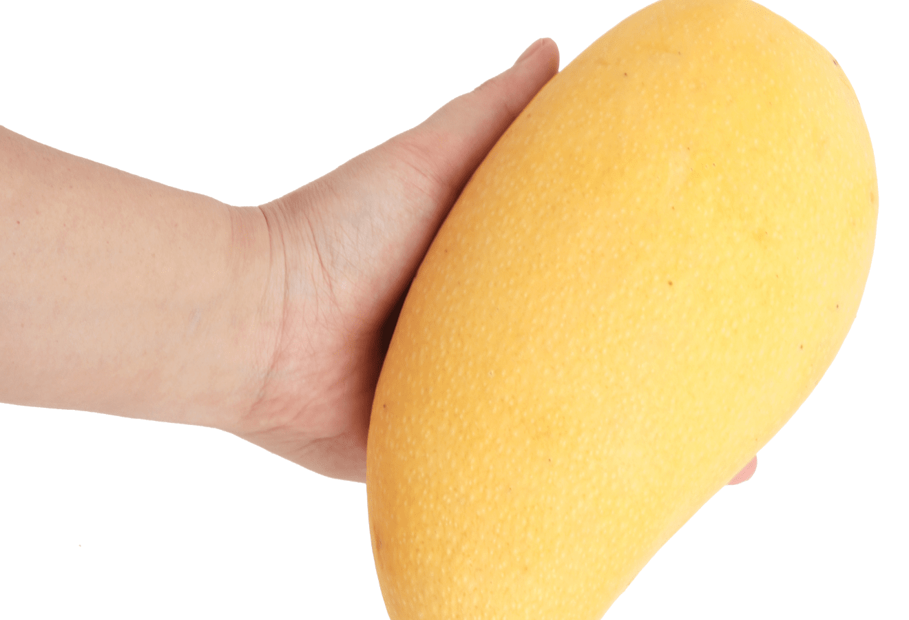 베트남 코끼리망고